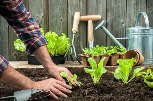 Gardeners in Highams Park maintaining a neat and healthy garden