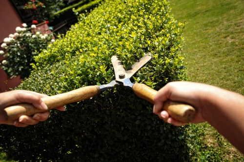 Regular hedge maintenance for healthy greenery in Highams Park