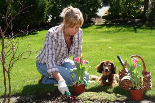 Seasonal lawn care and mowing in Highams Park garden