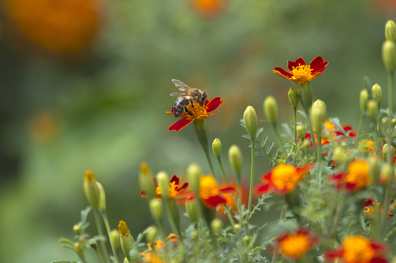 flower borders garden