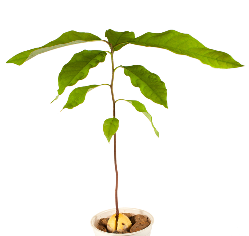 home trees